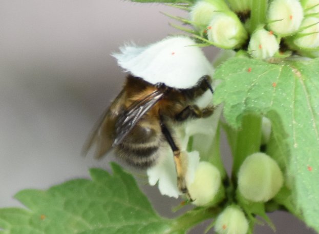 Frühlingspelzbiene an Taubnesselblüte
