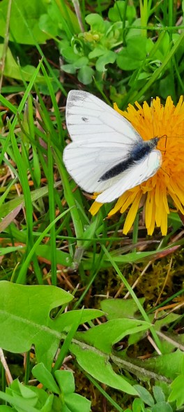 Grünaderweißling auf Löwenzahnblüte