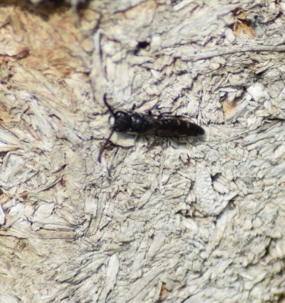 Sapyga quinquepunctata, eine Keulenwespe