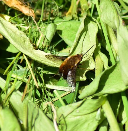 Gefleckter Wollschweber