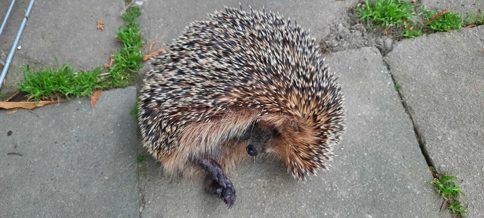Verletzter Igel