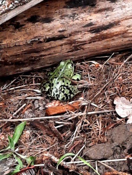 Wasserfrosch, aufgescheucht beim Grasschnitt
