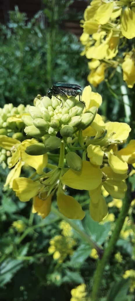 Grüner Scheinbockkäfer
