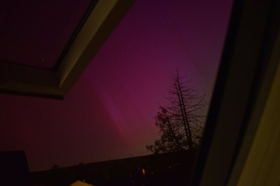 Violetes und rötliches Polarlicht über abgestorbener Zypresse