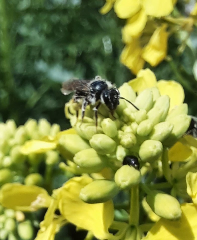Gehört evtl. zur Gruppe der Andrena Minutula (Erd- und Sandbienen)