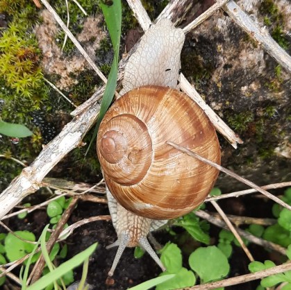 Eine Weinbergschnecke, die übrigens eine "besonders geschützte Art" darstellt.