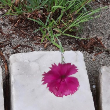 Die Heidenelke blüht im Sandbeet