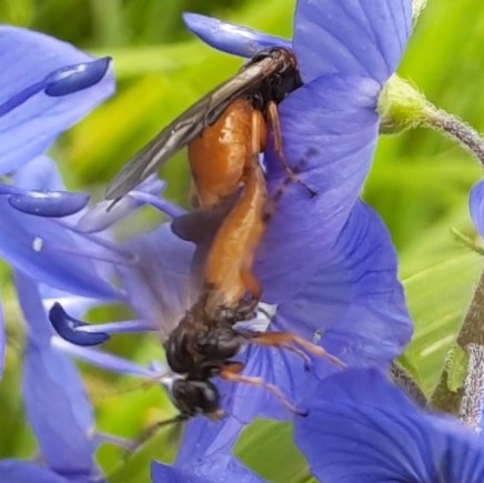 Zwei Pflanzenwespen paaren sich am Österreichischen Ehrenpreis