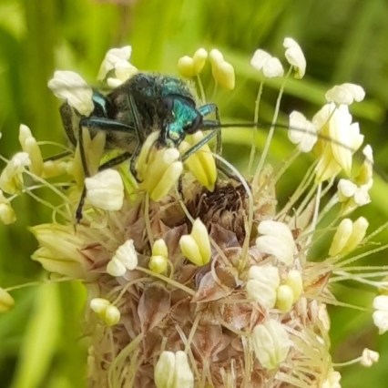 Ein Grüner Scheinbockkäfer sitzt auf der Blüte eines Spitzwegerichs.