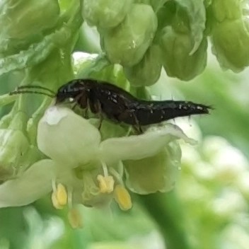 Kurzflügler unbestimmt