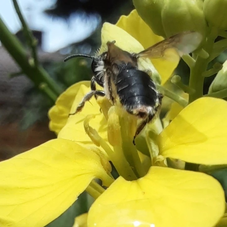 Andrena minutula - eine kleine Sandbiene, die weit verbreitet ist.
