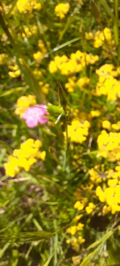 Grashüpfer zwischen Hufeisenklee und Heidenelken
