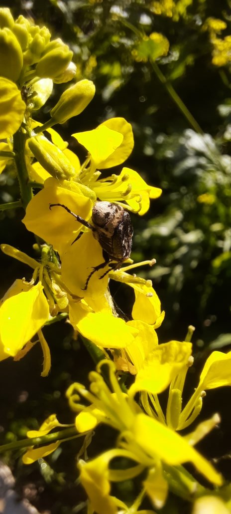 Stolperkäfer auf Acker-Senf
