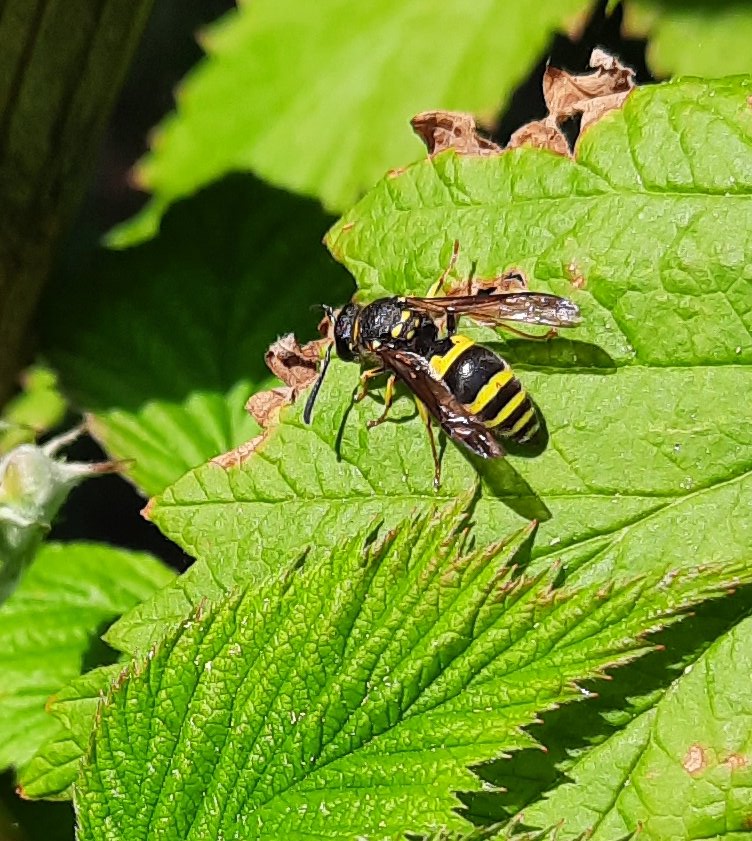 Ancistrocerus spec. - eine Faltenwespe