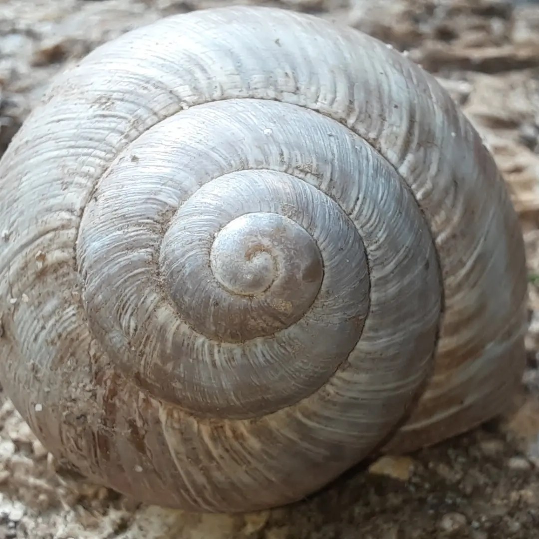 Weinbergschnecke