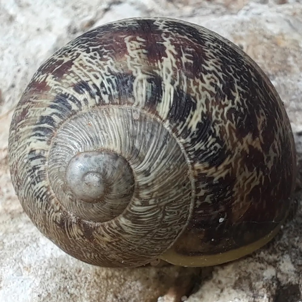 Gefleckte Weinbergschnecke