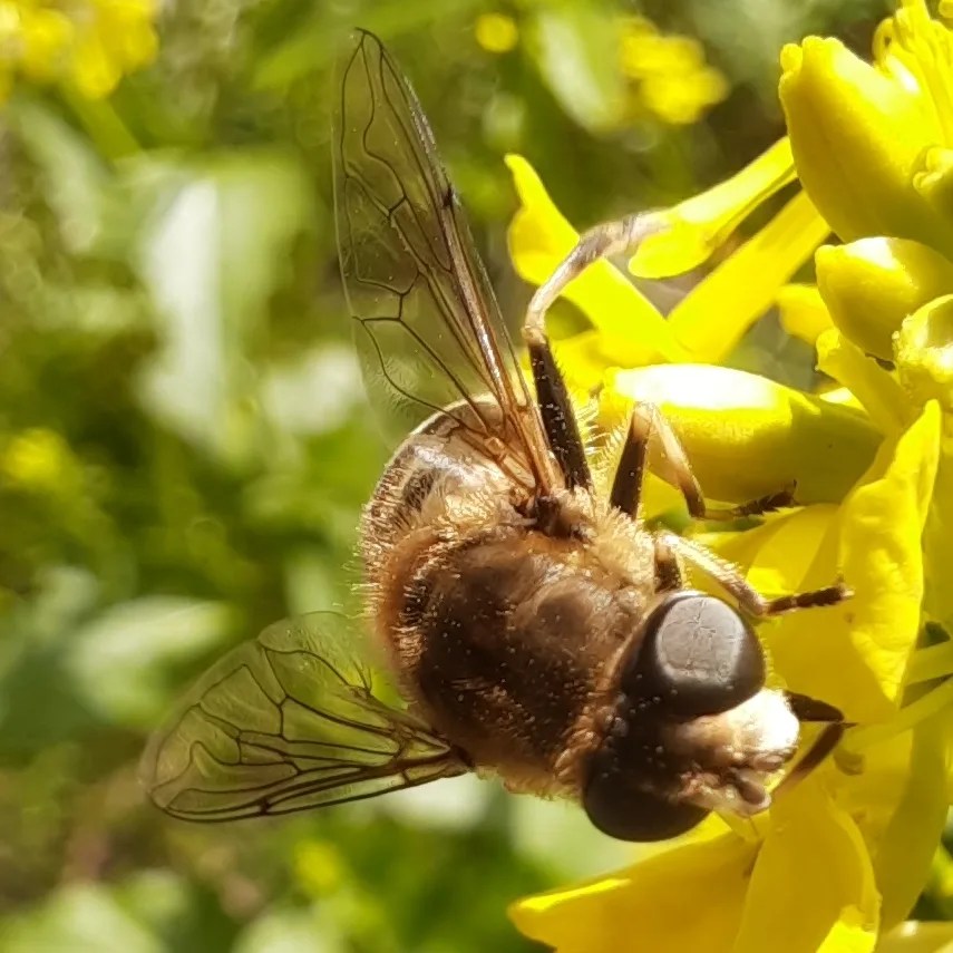 Mittlere Keilfleckschwebfliege