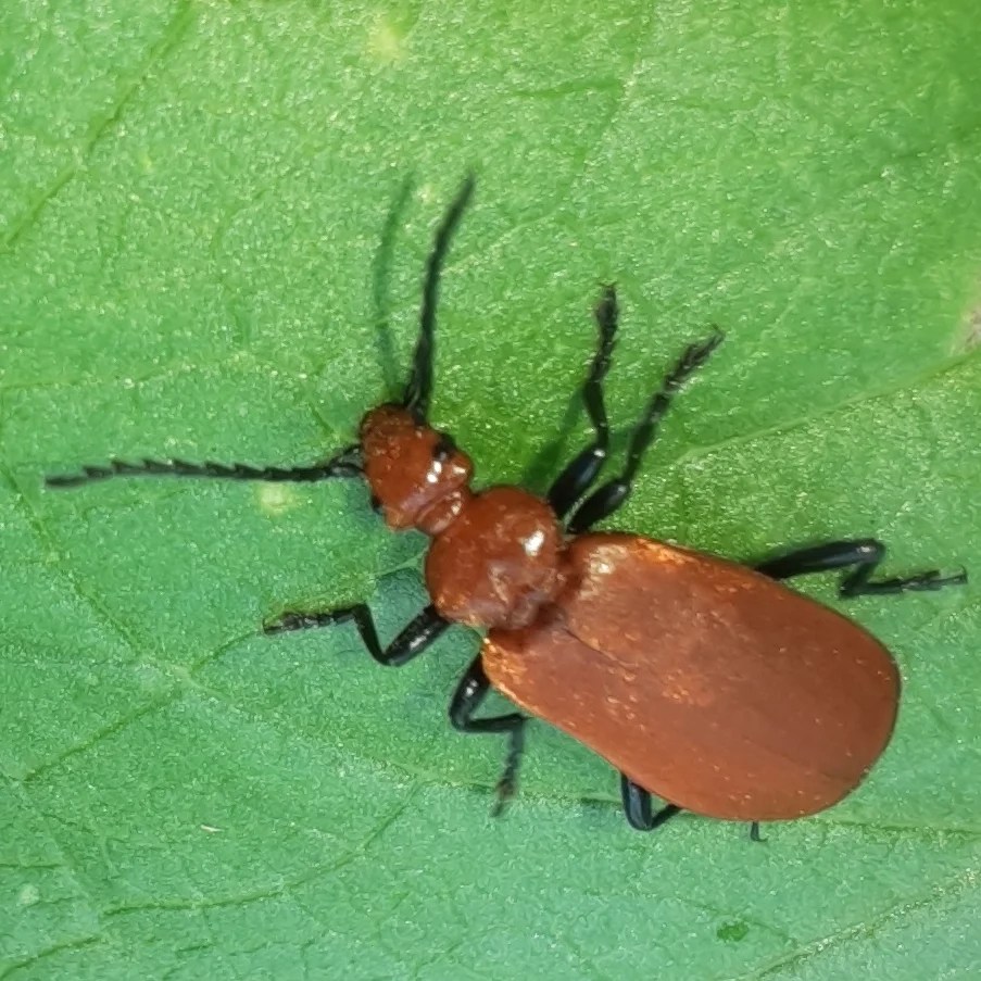 Rotköpfiger Feuerkäfer