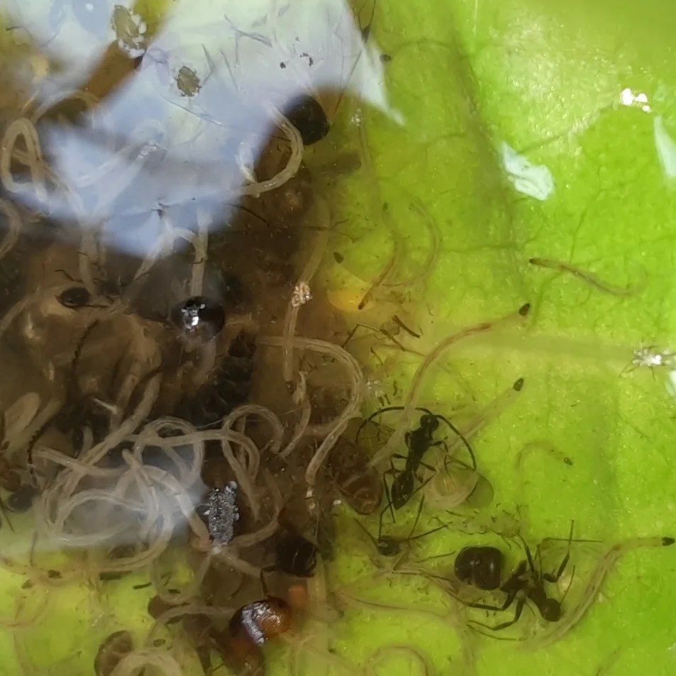 Blattkelche der Wilden Karde