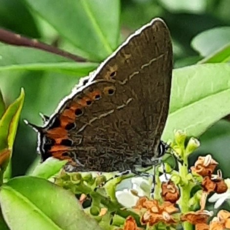 Pflaumen-Zipfelfalter am Liguster