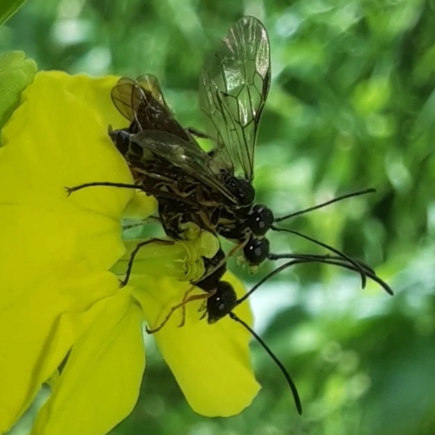 Drei Halmwespen auf Ackersenf-Blüte