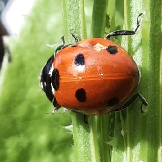 Ein Siebenpunkt-Marienkäfer
