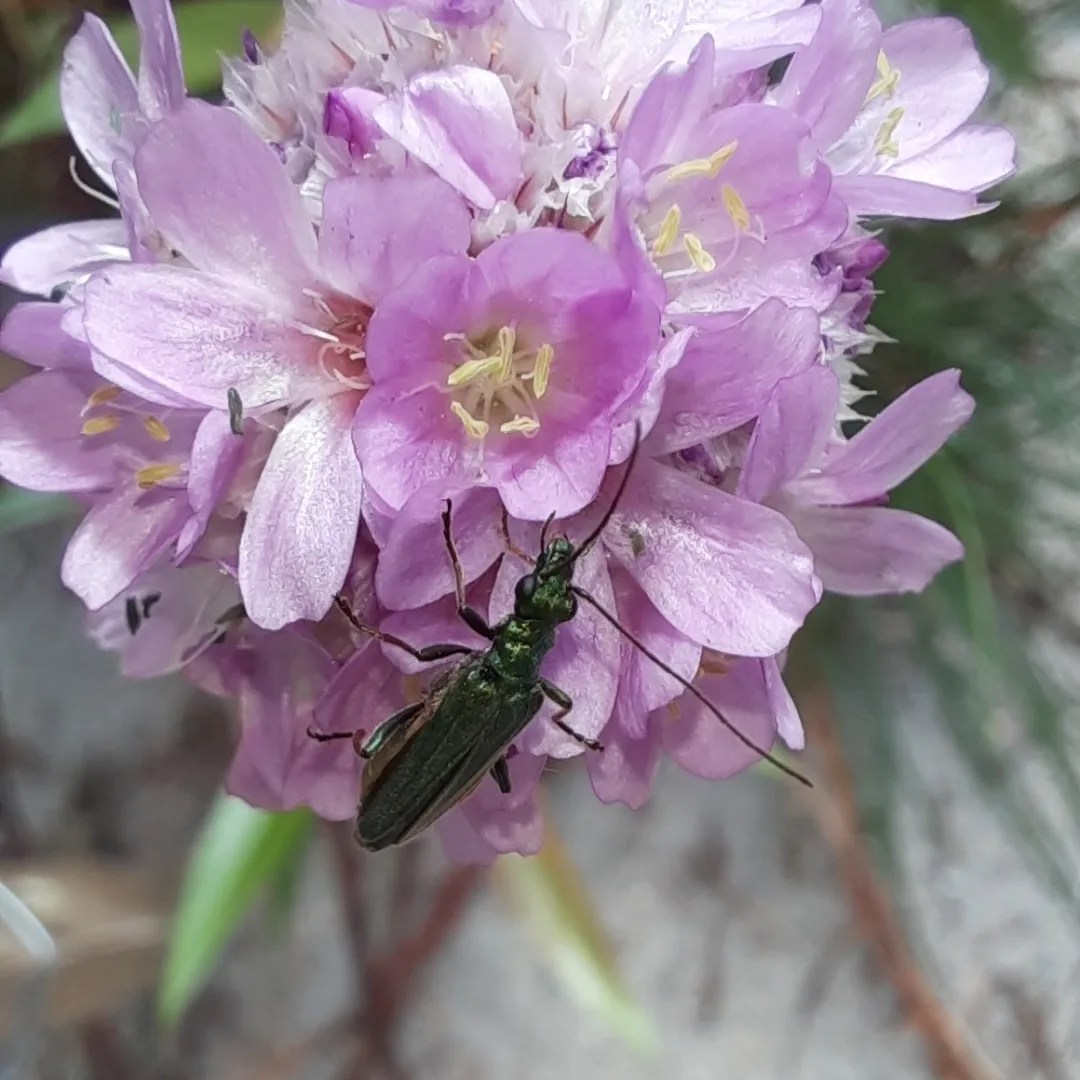 Ein Grüner Scheinbockkäfer auf der Blüte der Grasnelke