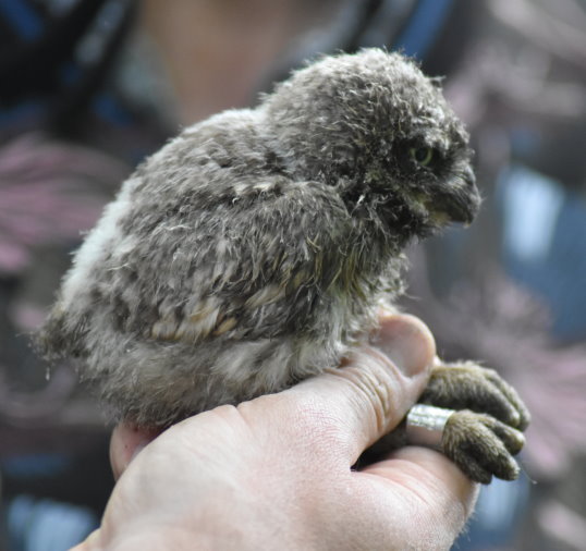Junger Steinkauz beim Beringen