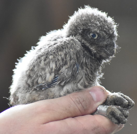 Junger Steinkauz beim Beringen
