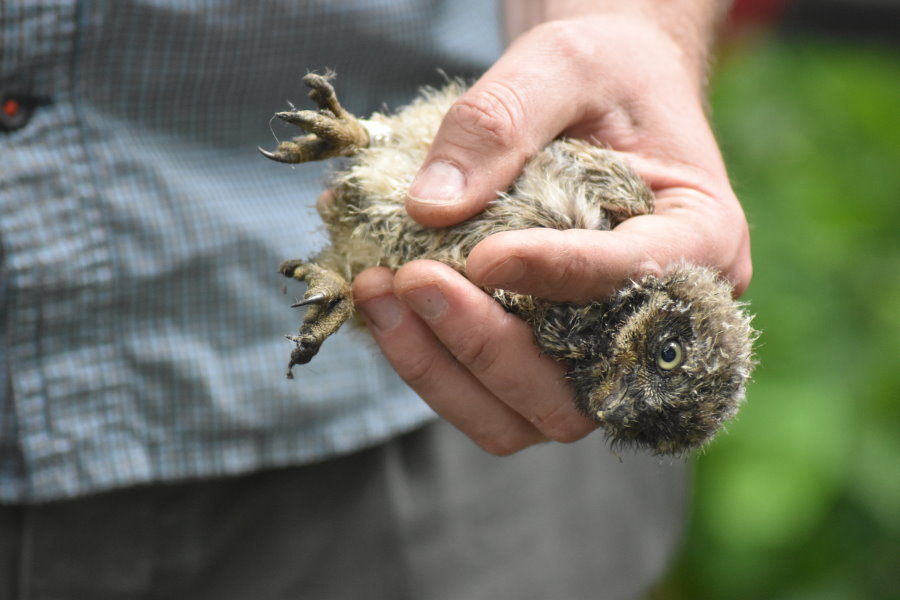 Junger Steinkauz beim Beringen