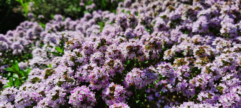 Thymian-Blüten
