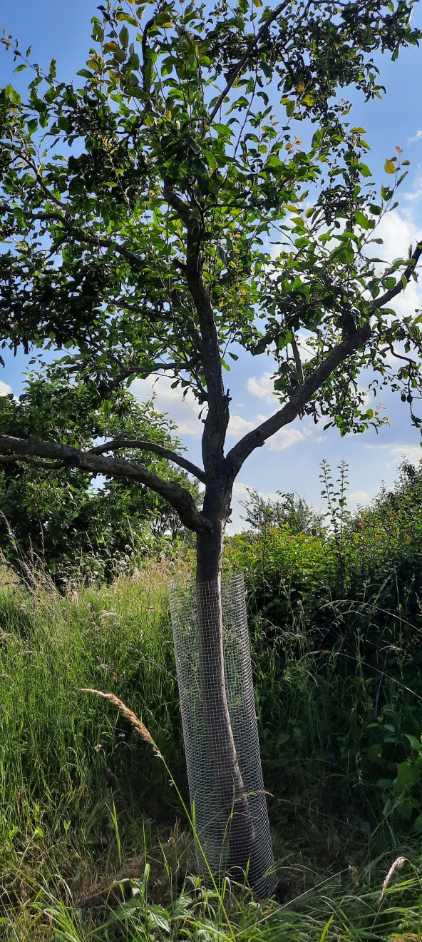 Baum mit Drahthose