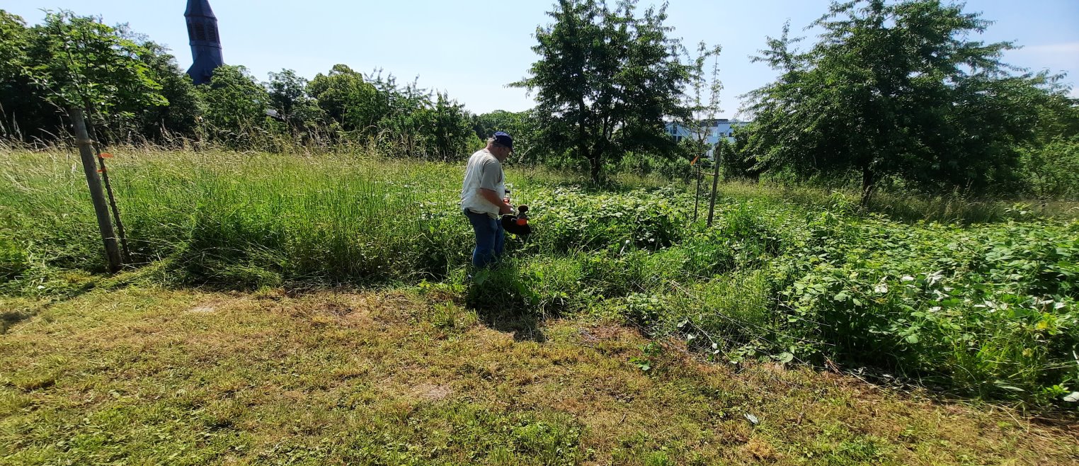 Baumscheiben werden freigemäht