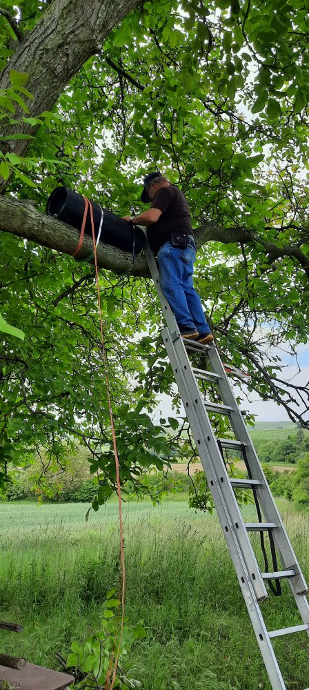 Steinkauz-Niströhre wird auf Ast befestigt