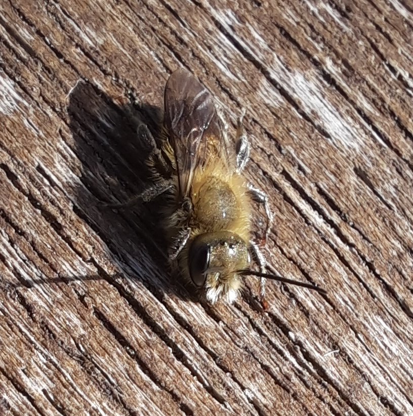 Wildbiene unbestimmt