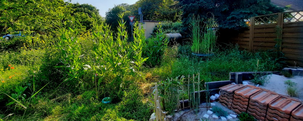 Blick auf die Fläche mit Wilden Karden und rechts das Sandbeet