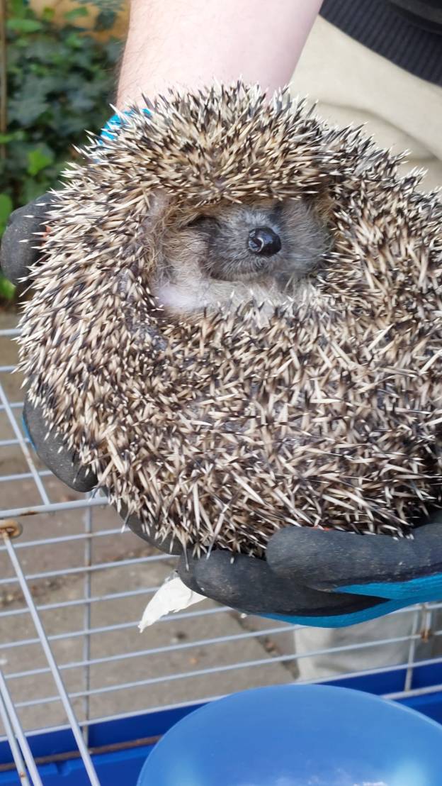 Igel