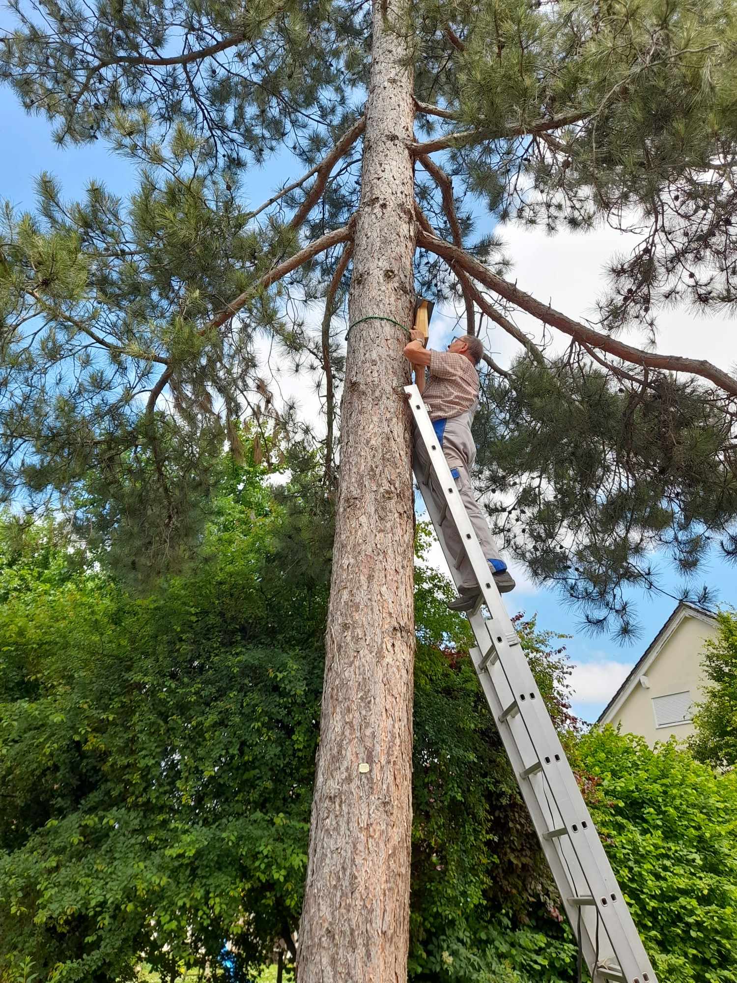 Fledermauskästen werden angebracht