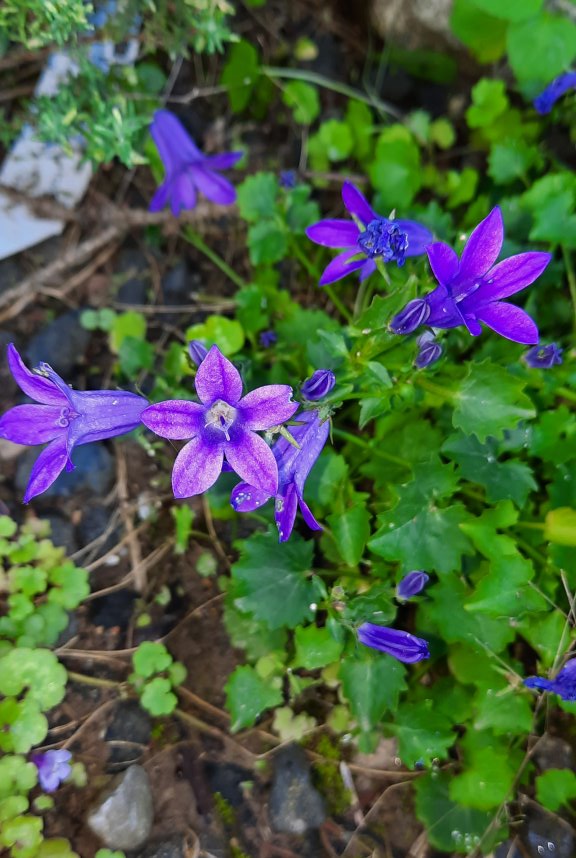 Glockenblumen-Blüten