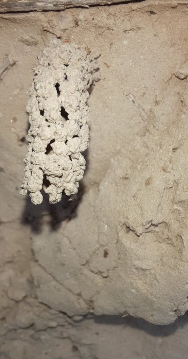 Bauwerk der Schornstein-Wespe