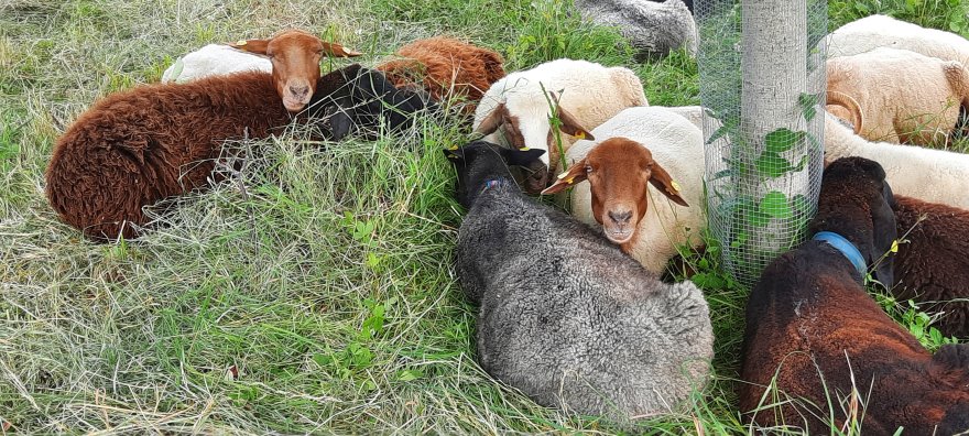 Schafe auf der Streuobstwiese