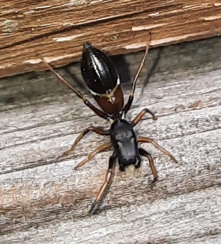 Wahrscheinlich ein Zwergameisenspringer