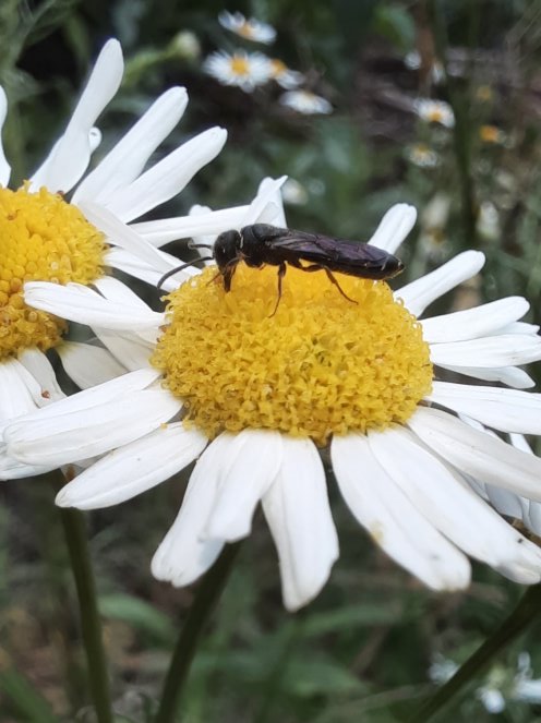 Zehnpunkt-Keulenwespe