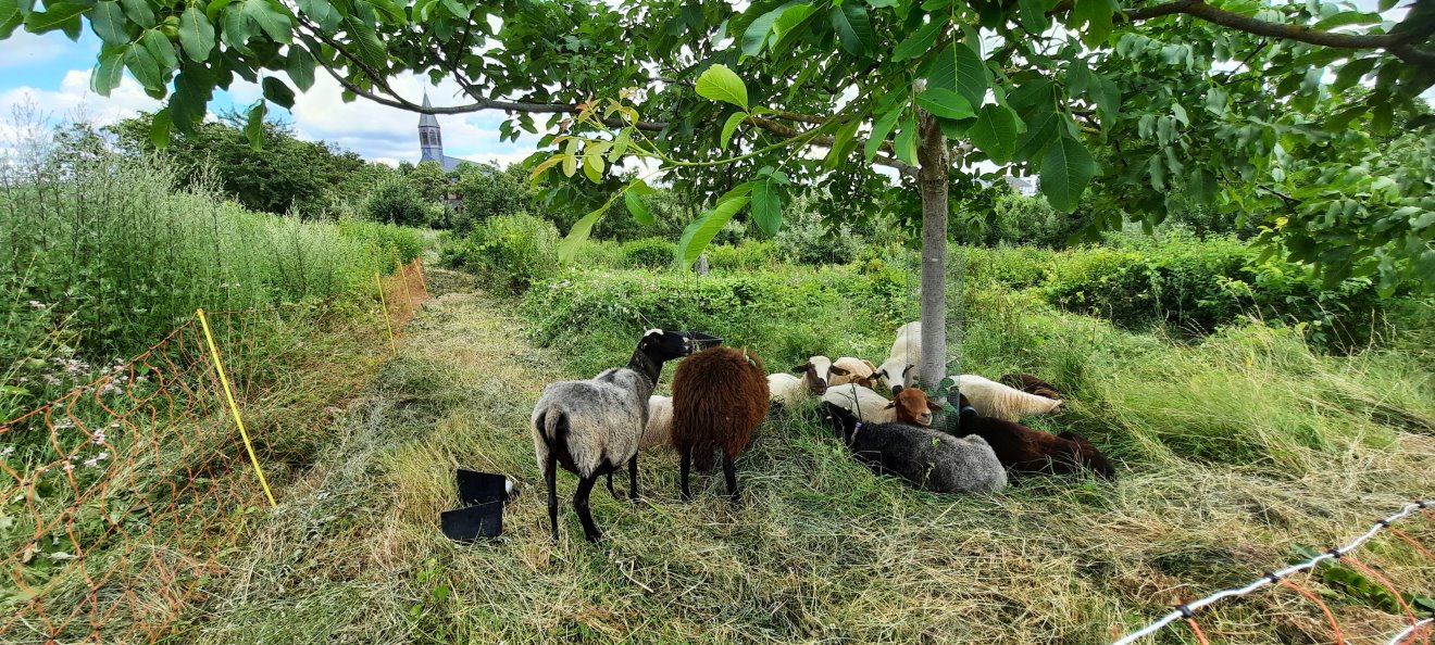 Schafe auf Streuobstwiese und Kapelle Maria Oberndorf im Hintergrund