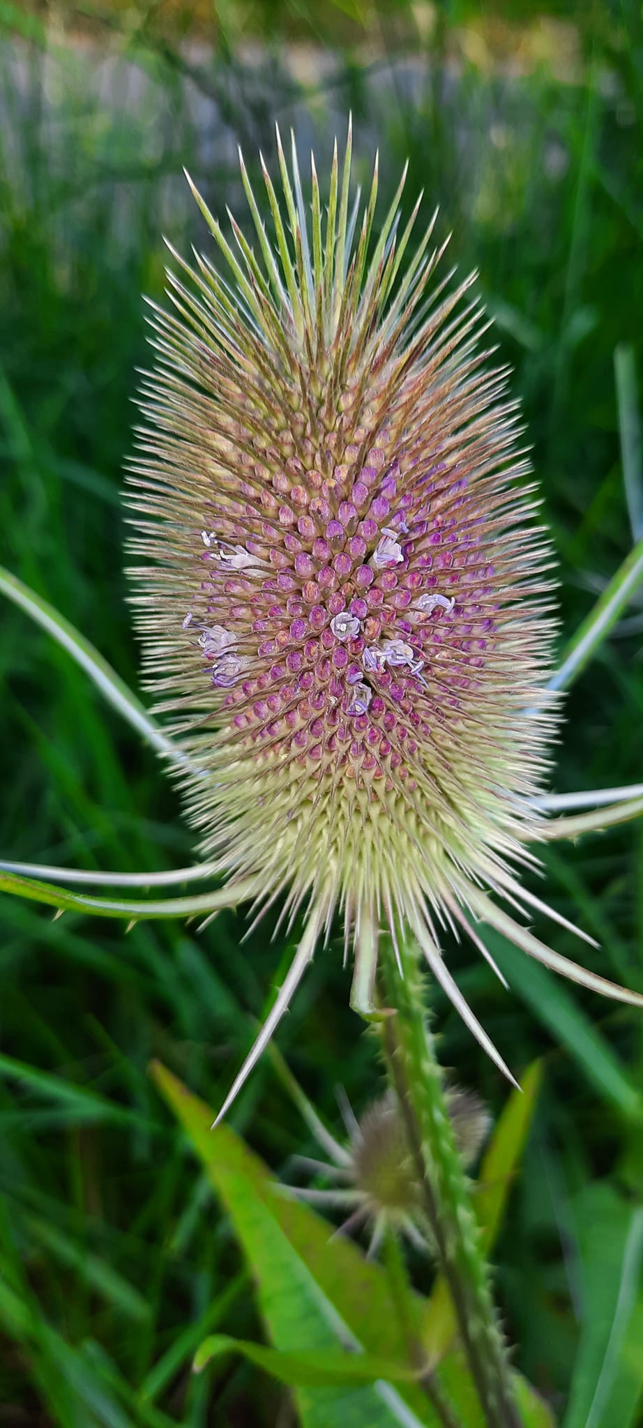 Blühende Wilde Karde