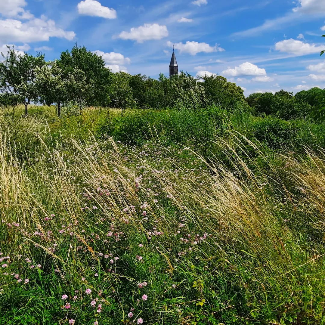 Streuobstwiese mit Kapelle Maria Oberndorf im Hintergrund