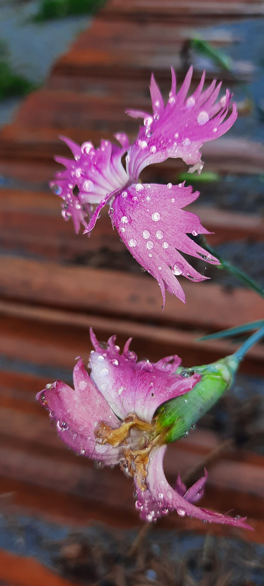 Blüte der Kartäuser-Nelke