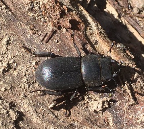 Direkt daneben in den Tothölzern tauchte dann noch ein Balkenschröter auf. Er nennt sich auch "Kleiner Hirschkäfer" und lebt xylobiontisch, ist also von Leben im Holz abhängig. Gut, dass wir Totholzbereiche geschaffen haben.