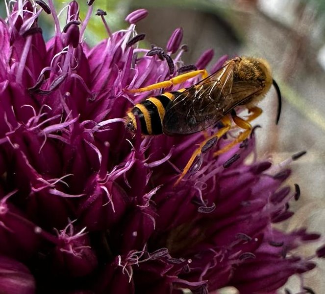 Eine Gelbbindige Furchenbiene an den Blüten des Kopflauchs im Sandbeet