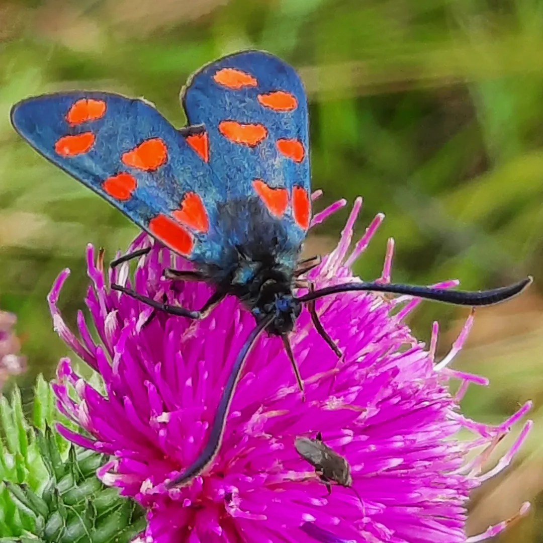 Sechsfleck-Widderchen